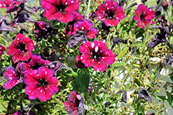 Surprise Sparkle Burgundy Petunia (Petunia 'Surprise Sparkle Burgundy') at A Very Successful Garden Center