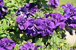 Vogue Blue Double Petunia (Petunia 'KLEPH22428') at A Very Successful Garden Center