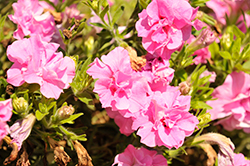 Vogue Pink Double Petunia (Petunia 'Balvogink') at A Very Successful Garden Center
