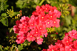 Estrella Hot Pink Verbena (Verbena 'Wesverehopi') at A Very Successful Garden Center