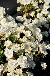 Constant Promise White Pinks (Dianthus 'Constant Promise White') at A Very Successful Garden Center