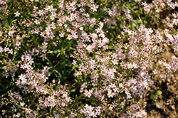 Festival Pink Lady Baby's Breath (Gypsophila paniculata 'Festival Pink Lady') at A Very Successful Garden Center