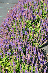 Swifty Violet Blue Meadow Sage (Salvia nemorosa 'Swifty Violet Blue') at A Very Successful Garden Center