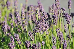 Lavance Deep Purple Lavender (Lavandula angustifolia 'Lavance Deep Purple') at Lakeshore Garden Centres