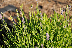 Layla Purple Lavender (Lavandula angustifolia 'Layla Purple') at A Very Successful Garden Center