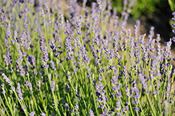 Hidcote Promise Lavender (Lavandula angustifolia 'Hidcote Promise') at Stonegate Gardens