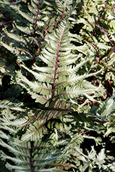 Crested Surf Japanese Painted Fern (Athyrium niponicum 'Crested Surf') at Stonegate Gardens