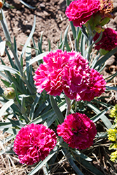 Fruit Punch Funky Fuchsia Pinks (Dianthus 'Funky Fuchsia') at A Very Successful Garden Center
