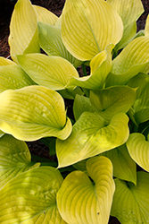 Age of Gold Hosta (Hosta 'Age of Gold') at Stonegate Gardens