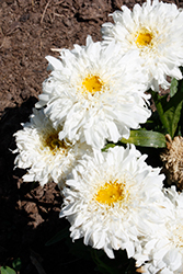 Amazing Daisies Marshmallow Shasta Daisy (Leucanthemum x superbum 'Marshmallow') at A Very Successful Garden Center