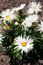 Amazing Daisies Spun Silk Shasta Daisy (Leucanthemum x superbum 'Spun Silk') at A Very Successful Garden Center