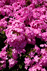 Opening Act Ultrapink Phlox (Phlox 'Opening Act Ultrapink') at Stonegate Gardens