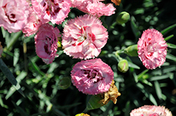 Pretty Poppers Appleblossom Burst Pinks (Dianthus 'Appleblossom Burst') at A Very Successful Garden Center