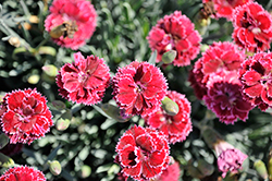 Fruit Punch Black Cherry Frost Pinks (Dianthus 'Black Cherry Frost') at Stonegate Gardens