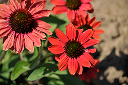 Color Coded Frankly Scarlet Coneflower (Echinacea 'Frankly Scarlet') at Lakeshore Garden Centres