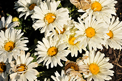 Seventh Heaven Shasta Daisy (Leucanthemum x superbum 'Seventh Heaven') at A Very Successful Garden Center