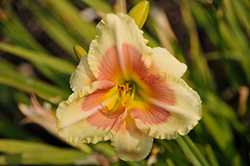 Happy Ever Appster When My Sweetheart Returns Daylily (Hemerocallis 'When My Sweetheart Returns') at Lakeshore Garden Centres