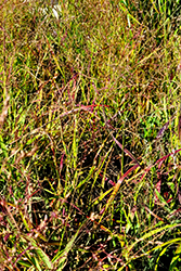 Red Sunset Switch Grass (Panicum virgatum 'Red Sunset') at Stonegate Gardens