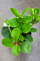 Baby Rubber Plant (Peperomia obtusifolia) at A Very Successful Garden Center