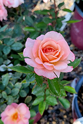 Calypso Rose (Rosa 'BAIypso') at A Very Successful Garden Center