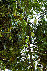 Star Fruit (Averrhoa carambola) at Stonegate Gardens