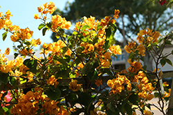 Golden Glow Bougainvillea (Bougainvillea 'Golden Glow') at A Very Successful Garden Center