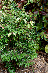 Spicewood (Calyptranthes pallens) at Lakeshore Garden Centres