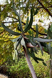 Road Kill Cactus (Consolea rubescens) at A Very Successful Garden Center