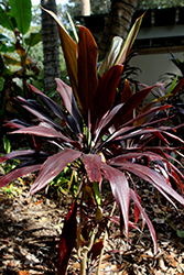Black Spoon Hawaiian Ti Plant (Cordyline fruticosa 'Black Spoon') at Stonegate Gardens