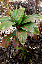 Willy's Gold Hawaiian Ti Plant (Cordyline fruticosa 'Willy's Gold') at Stonegate Gardens