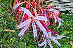 Giant Spider Lily (Crinum x amabile) at Stonegate Gardens