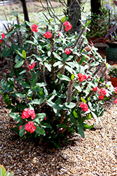 Crown Of Thorns (Euphorbia milii) at A Very Successful Garden Center