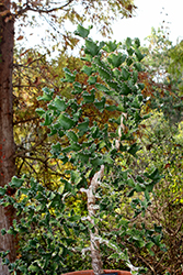 Monstrose Euphorbia (Euphorbia lactea var. monstrosa) at Stonegate Gardens