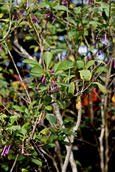 Purple Tube Flower (Iochroma cyaneum) at Stonegate Gardens