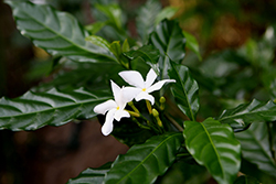 Crepe Jasmine (Tabernaemontana divaricata) at Stonegate Gardens