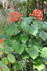 Java Glorybower (Clerodendrum speciosissimum) at A Very Successful Garden Center