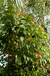 Marmalade Mussaenda (Mussaenda 'Marmalade') at A Very Successful Garden Center