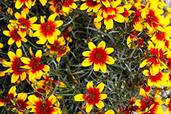 Corleone Red and Yellow Tickseed (Coreopsis verticillata 'Corleone Red and Yellow') at A Very Successful Garden Center