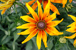 Summerina Sunchaser Echibeckia (Echibeckia 'ET RDB 17-16') at A Very Successful Garden Center
