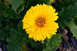 Patio Glorious Yellow Gerbera Daisy (Gerbera 'Patio Glorious Yellow') at Lakeshore Garden Centres