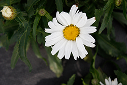 Darling Daisy Supreme Shasta Daisy (Leucanthemum x superbum 'Darling Daisy Supreme') at Lakeshore Garden Centres