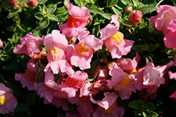 Candy Showers Pink Snapdragon (Antirrhinum majus 'Candy Showers Pink') at Lakeshore Garden Centres