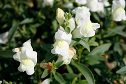 Candy Showers White Snapdragon (Antirrhinum majus 'Candy Showers White') at A Very Successful Garden Center