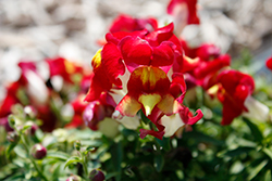 Snapshot Red Bicolor Snapdragon (Antirrhinum majus 'PAS425813') at A Very Successful Garden Center