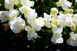 Snapshot White Snapdragon (Antirrhinum majus 'PAS409664') at A Very Successful Garden Center