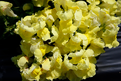 Snapshot Yellow Snapdragon (Antirrhinum majus 'PAS409666') at The Mustard Seed