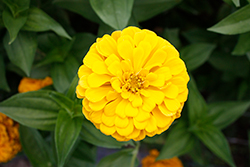 Benary's Giant Golden Yellow Zinnia (Zinnia 'Benary's Giant Golden Yellow') at A Very Successful Garden Center