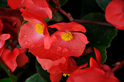 Bionic Green Leaf Red Begonia (Begonia 'Bionic Green Leaf Red') at Lakeshore Garden Centres