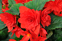 Nonstop Joy Red Begonia (Begonia 'Nonstop Joy Red') at A Very Successful Garden Center