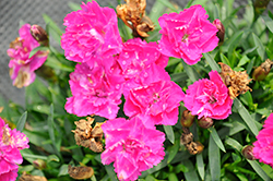 Beauties Melinda Pinks (Dianthus 'Melinda') at A Very Successful Garden Center